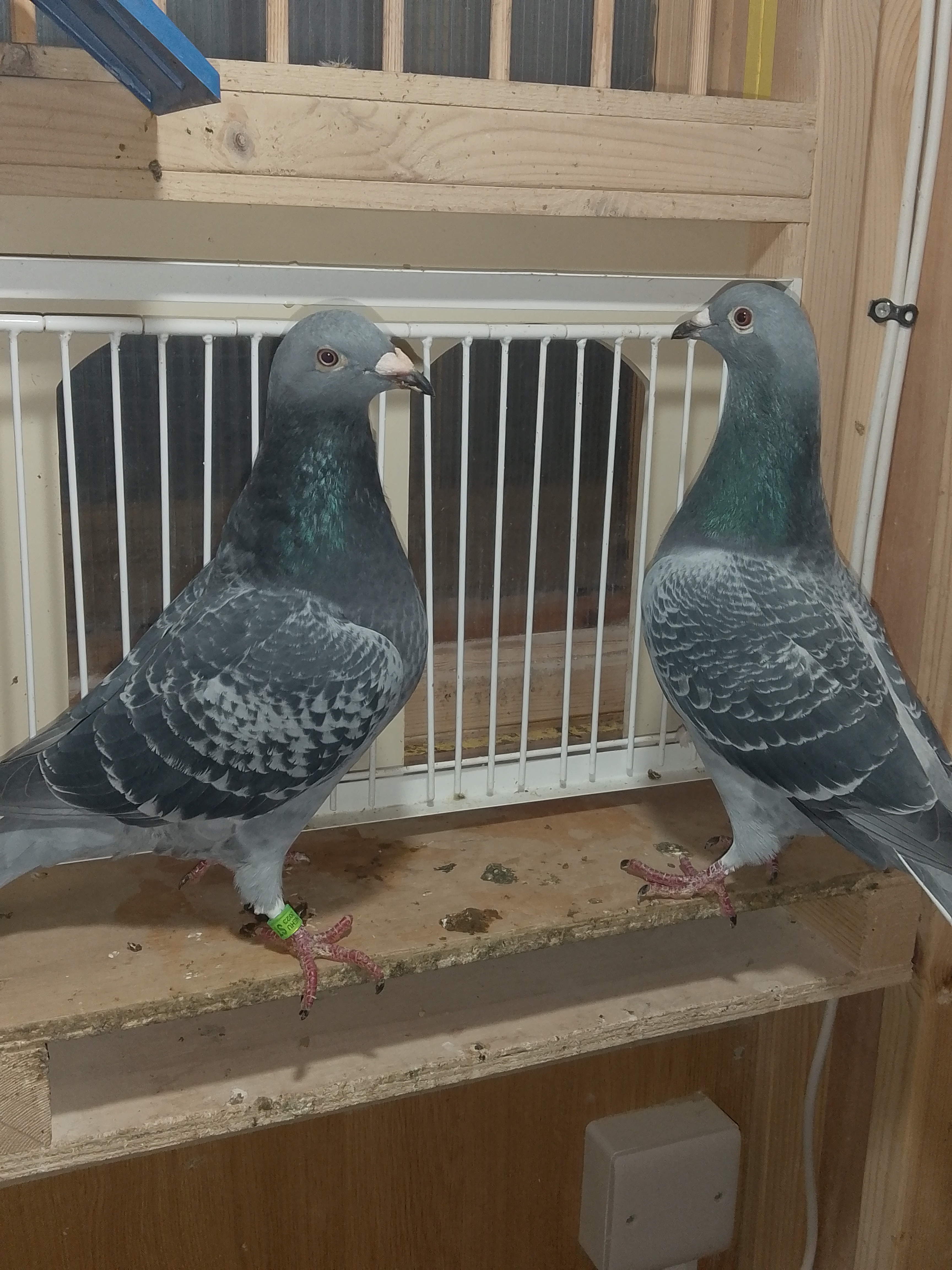 Clive Jeffrey Williams-review-image-1