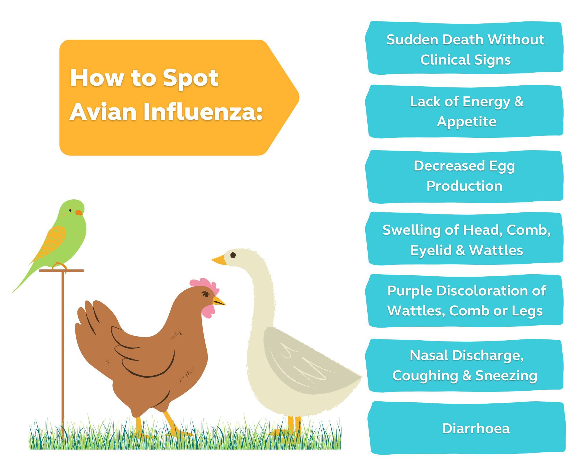 Natural Hygiene Solutions to Help Protect Your Flock from Avian Flu