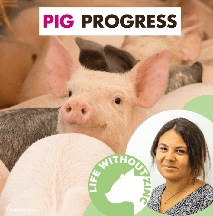 PIG PROGRESS ARTICLE