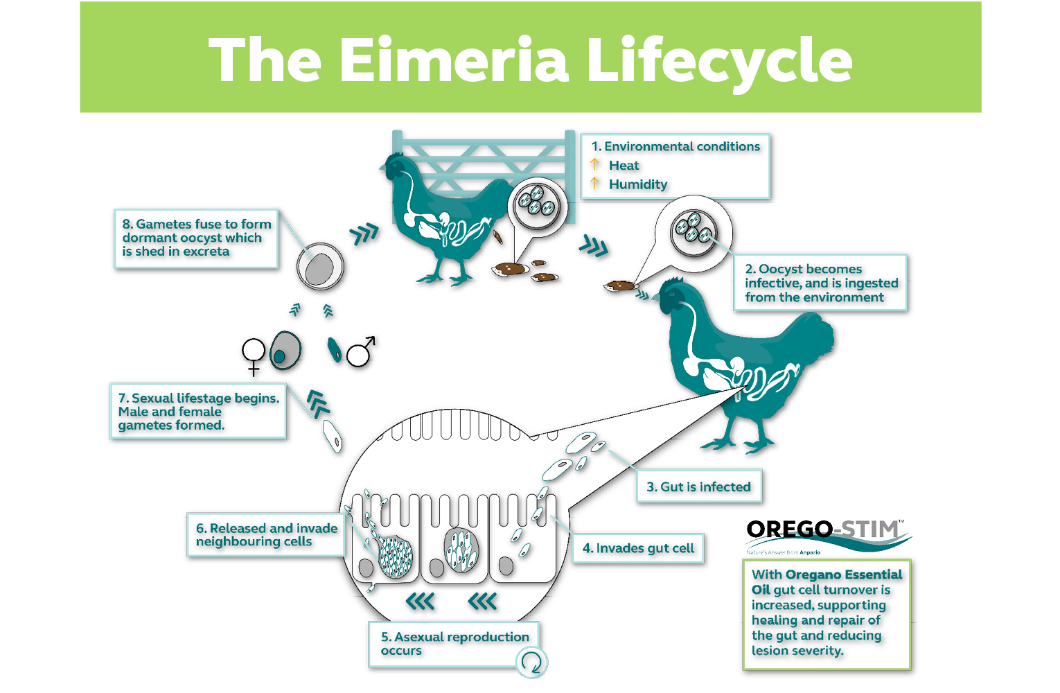 Orego-Stim helps disrupt the Eimeria lifecycle