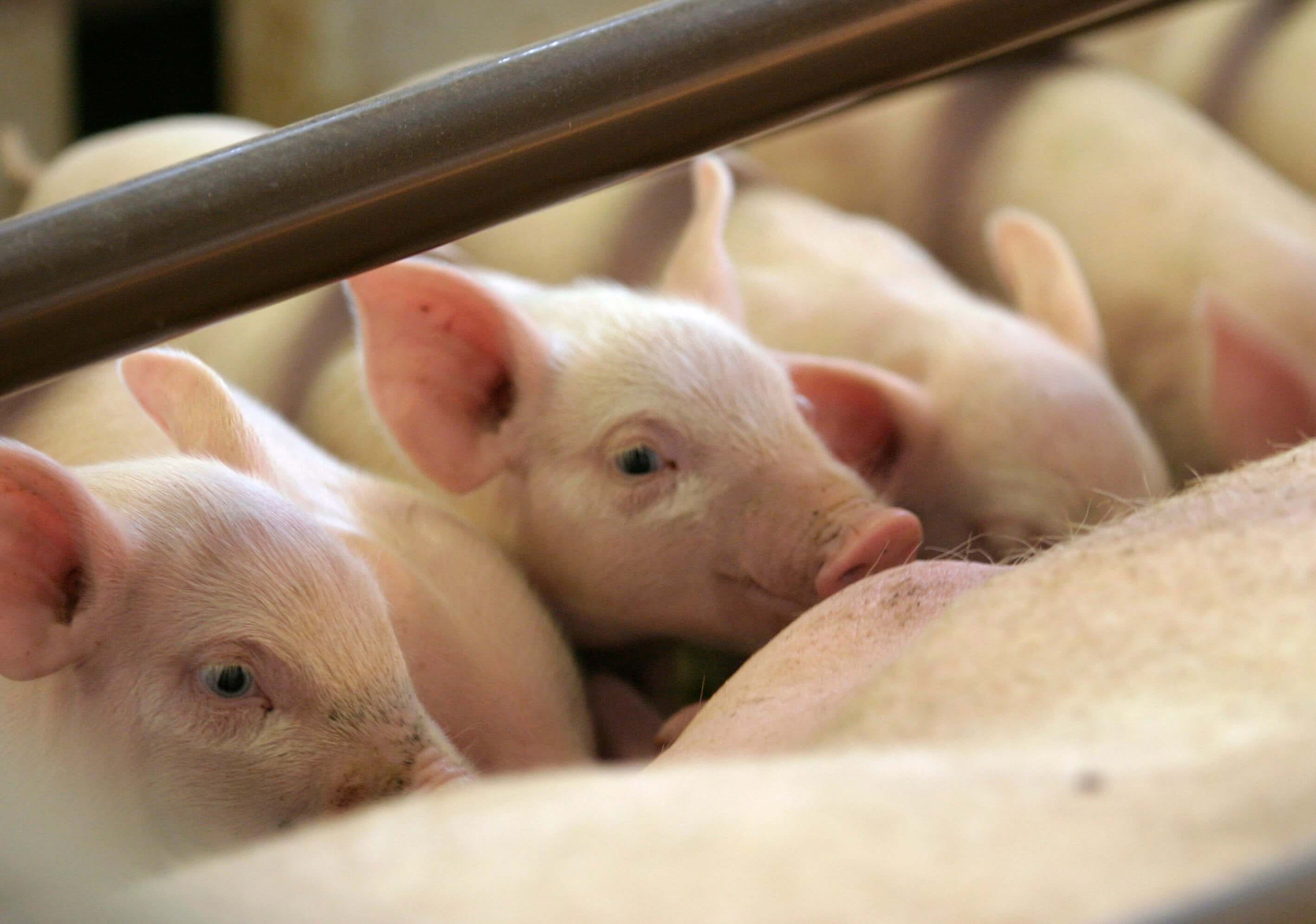 Sow and Piglet