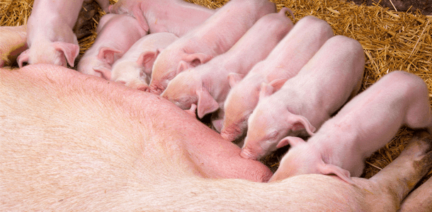 Technical Tip: Spotting Mycotoxin Issues in the Breeding Sow