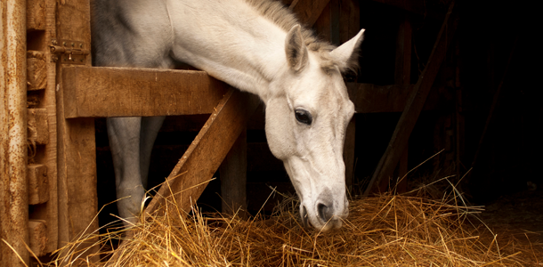 Stable and Yard Hygiene & Biosecurity