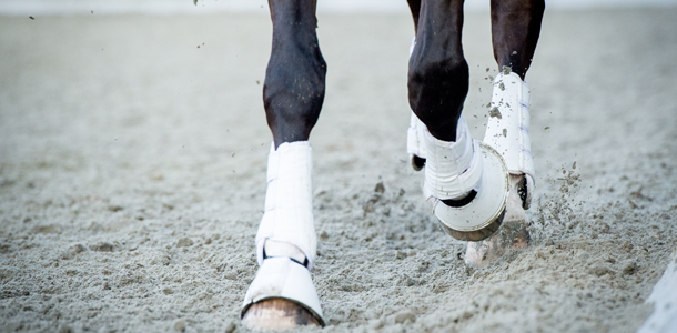 Natural Feed Supplements for Equine