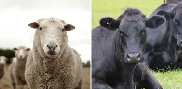 Adult Cattle & Ewe Support