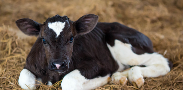 Gut Health, Feed Efficiency, Immune & Stress Support