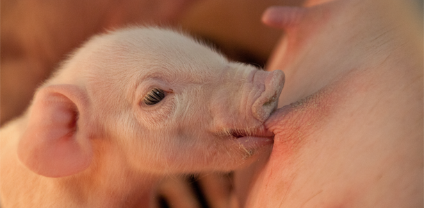 Gut Health, Weaning, Feed Efficiency & Immune Support 