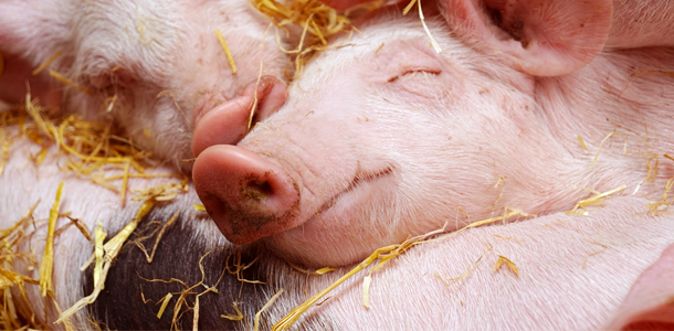 Piglet Powder