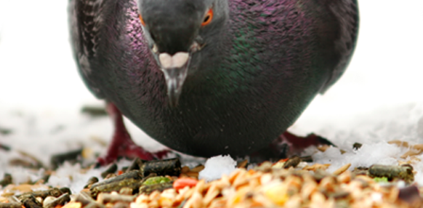Feed and Water Hygiene & Quality
