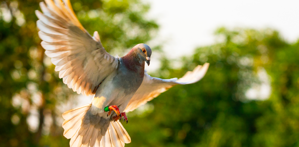 Natural Feed Additives for Pigeon