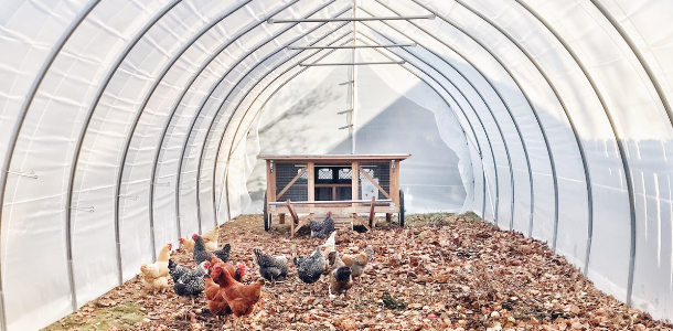 Farm and Coop Hygiene & Biosecurity