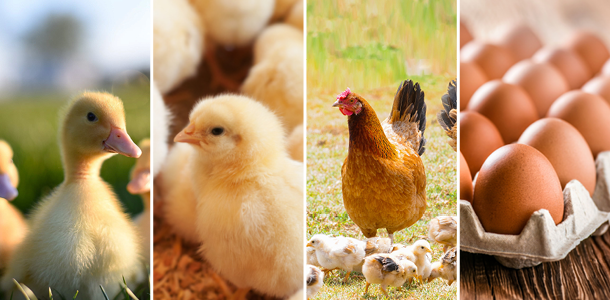 Fertility, Hatchability, Feather & Bone Condition Omega-3 Supplement