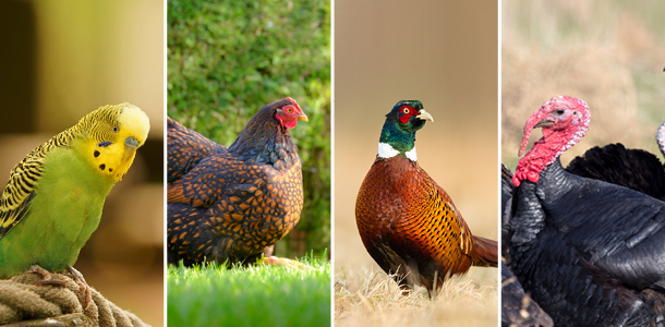 Gut Health, Feed Efficiency, Moulting, Immune & Stress Support Supplements