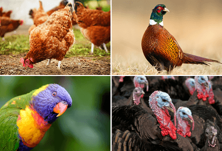 Natural Feed Additives for Poultry