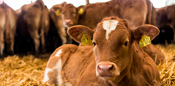 Cattle Supplements & Products