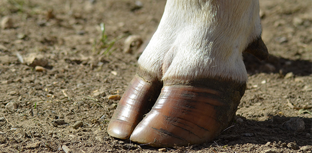 Hoof Care Products