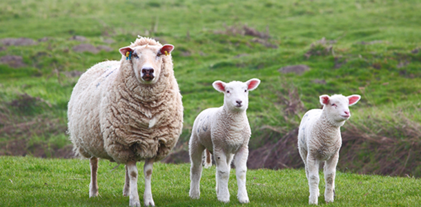 Sheep Supplements & Products